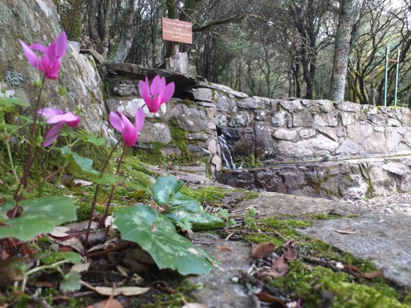 Forest’Anela: tra il bosco e l’ acqua
