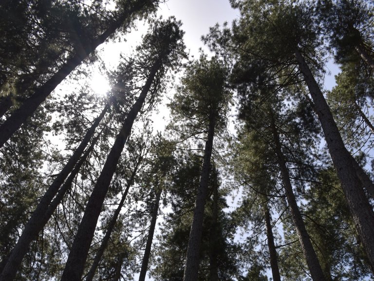 Weekend in Foresta