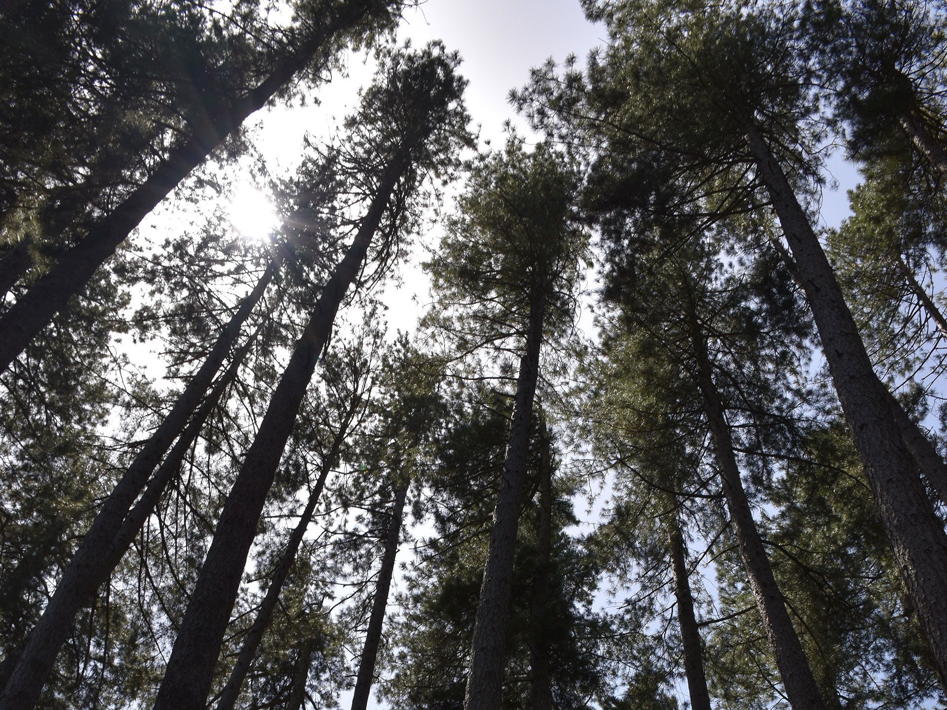 Weekend in Foresta