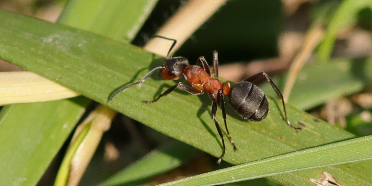 La Presenza della Formica rufa nella Foresta di Anela: Un Tesoro di Biodiversità