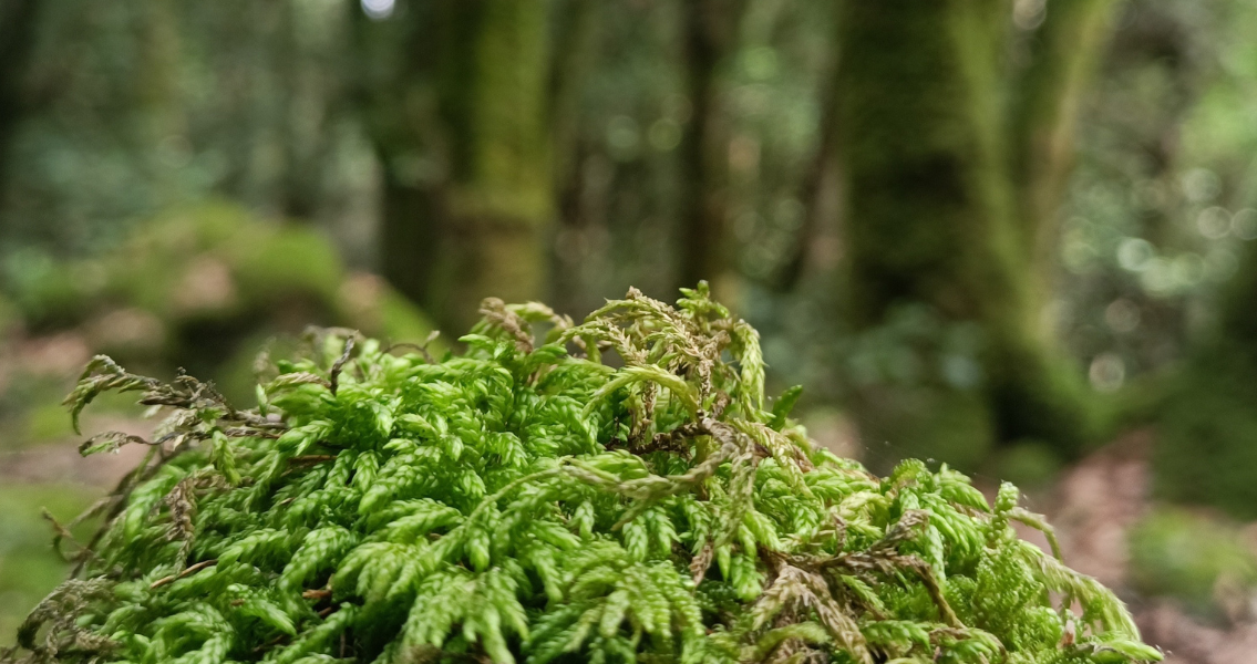 Il muschio: soffice e pittoresco abitante del sottobosco
