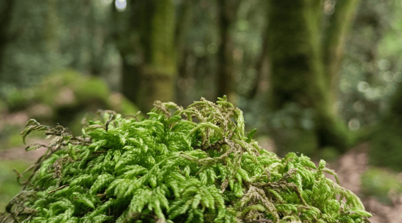 Il muschio: soffice e pittoresco abitante del sottobosco