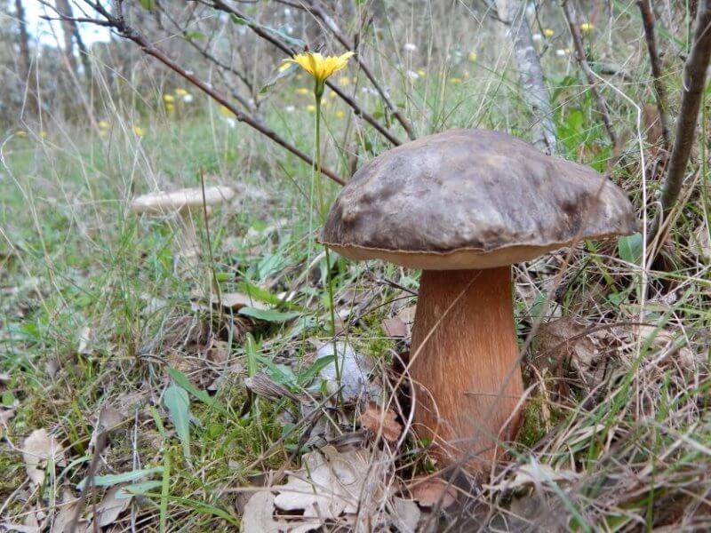 AUTUNNO: è tempo di funghi