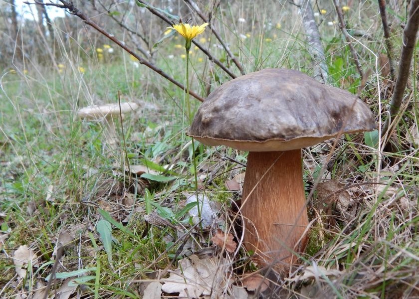 AUTUNNO: è tempo di funghi