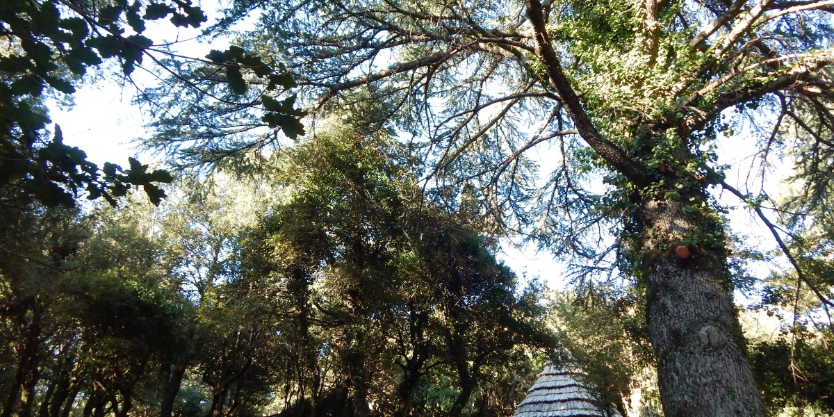 PASQUA E PASQUETTA 2025: WILD EXPERIENCE A FOREST’ANELA