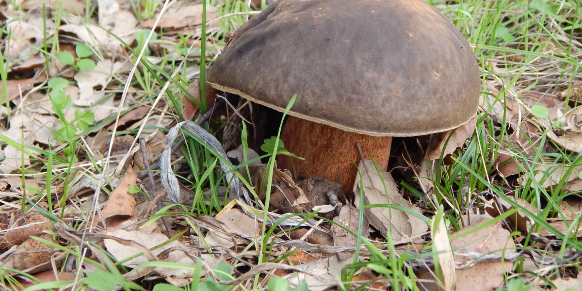 E’ tempo di funghi: escursione con il micologo