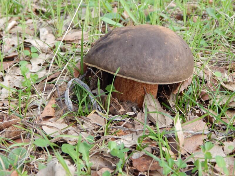 E’ tempo di funghi: escursione con il micologo
